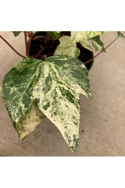 Мраморный плющ